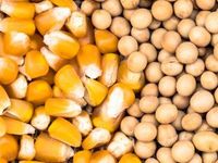 Imminent Long Term Growth for Ag Commodities