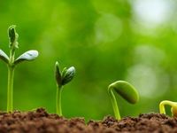 Green Shoots Emerge for Muni Bonds