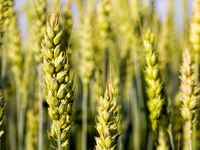 High-Yield Prospects: August 21 Edition