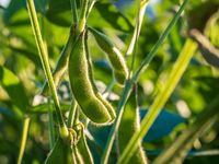 Brazilian Soybean Expansion Plans to Scale Back