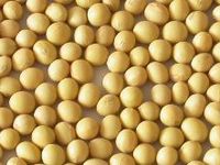 Amid Heatwave, Corn & Soybean Prices Rise