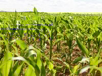 High-Yield Prospects: October 2 Edition