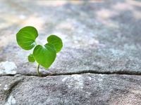 CLO ETFs: Resilient in the Face of Lower Rates?