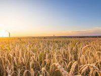 Rising Russian Wheat Prices Underscore Food Concerns