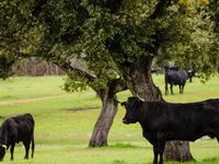 Cautious Bulls See These Equity Plays in 2025