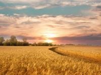 Warmer India Winter May Affect Wheat