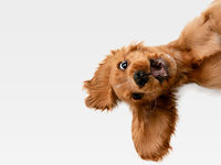 Top Dividend ETF SDOG Updates Its Holdings: See How