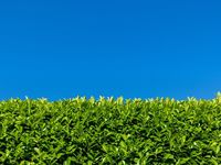 Equities as an Inflation Hedge?