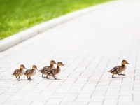Outpacing Option Income ETFs With CANQ’s Bond Selection