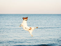 Keep Your Portfolio Nimble With TDVG