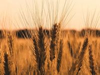 High-Yield Prospects: May 8 Edition