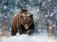 It's a Good Time to Be an Energy Bear