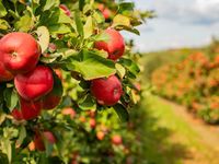 The Apple of Warren Buffett's Eye