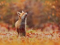 VistaShares Offers WILD ETF for Top Traded Stocks