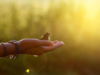 A Bird in the Hand ...