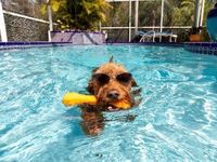 U.S. Dollar's Dog Days of Summer