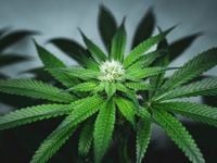 Disruptive Theme of the Week: Cannabis Staging a Comeback