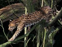 A New KAT in the ETF Jungle