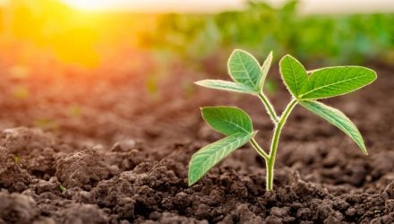 Momentum Weighting's Role in Growth Investing