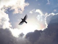Crypto Miners Spread Their Wings