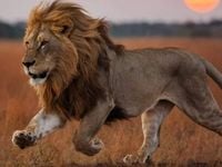 LionShares Looks to Outpace the Pack With TOT ETF