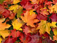 Understanding Seasonal Patterns in the Stock Market