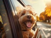 3 Standout Stocks Driving International ETF IDOG’s YTD Numbers