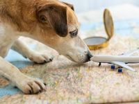 These Factors Boost IDOG
