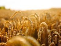 Why Active ETFs Can Help Tax Loss Harvesting
