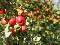 Hedge Apple Bets With AAPD