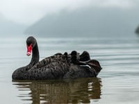 This ETF Keeps Your Portfolio From Singing Its SWAN Song