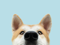 Dividend Dogs ETFs Show Geographic Performance Split