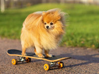 Dividend Dogs ETF Refreshes U.S. Portfolio in Annual Rebalance