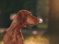 International Dividend ETF IDOG Shifts to Europe