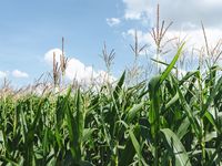 High-Yield Prospects: January 28 Edition