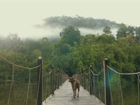 International Dividend ETF IDOG Crosses $500M Milestone