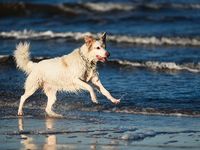 SDOG Holdings Surge as Market Rotates out of Tech
