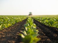 Agriculture Leads Commodity Rally as CCNR Gains 18% YTD