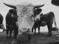 Direxion Launches 2X ETFs for ADBU, PYPU, TXN, & UNH