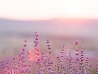 Spring Resurgence Signaled by ARKK Flows