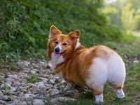 Corgi Funds Launches Record 34 ETFs