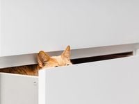 Investors Are Hiding Despite the Best Earnings in 10 Years