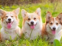 Corgi Breaks Records Again