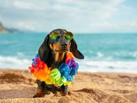 The Q2 Flowdown: ETFs Smash Records to Start Summer