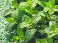 MINT Keeps It Short and Sweet