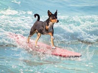 REIT ETF RDOG Rides M&A, Refinancing Wave to 22% Gain